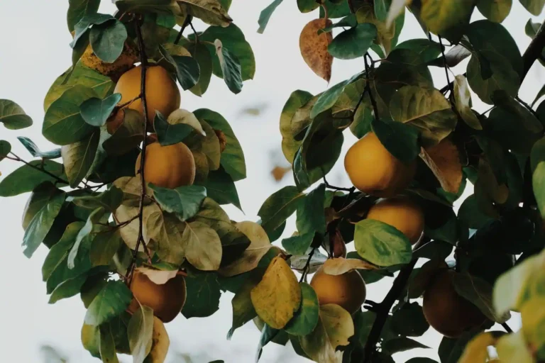 Le coing, fruit d&rsquo;automne : choisir, préparer, cuisiner