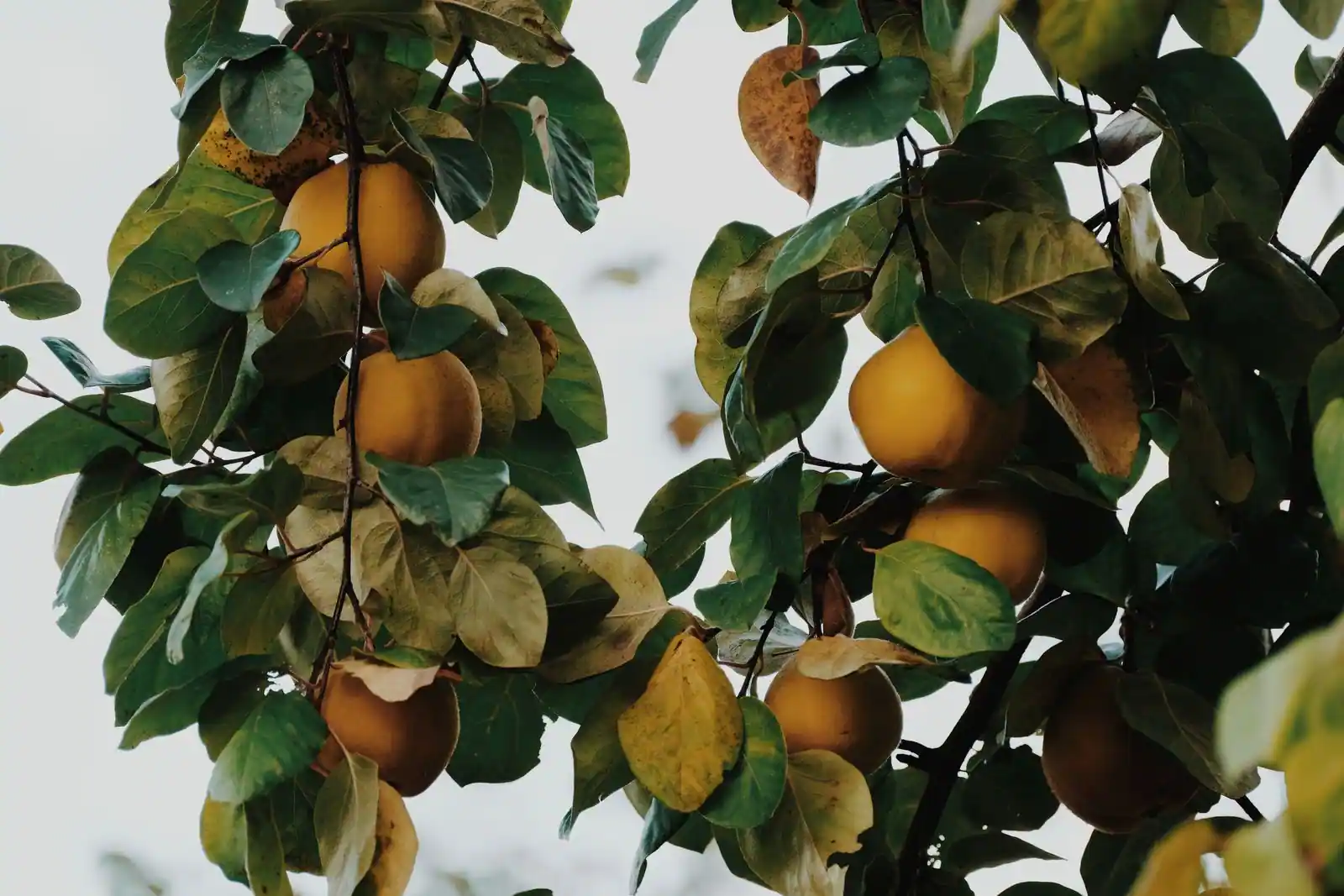 Coings jaunes mûrissant sur les branches du cognassier, parmi le feuillage aux couleurs de l'automne.