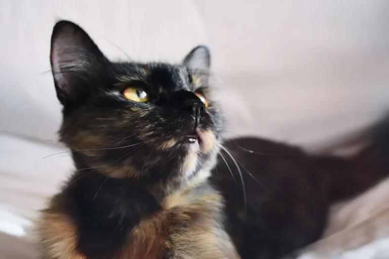 Communication féline : comprendre le langage de son chat