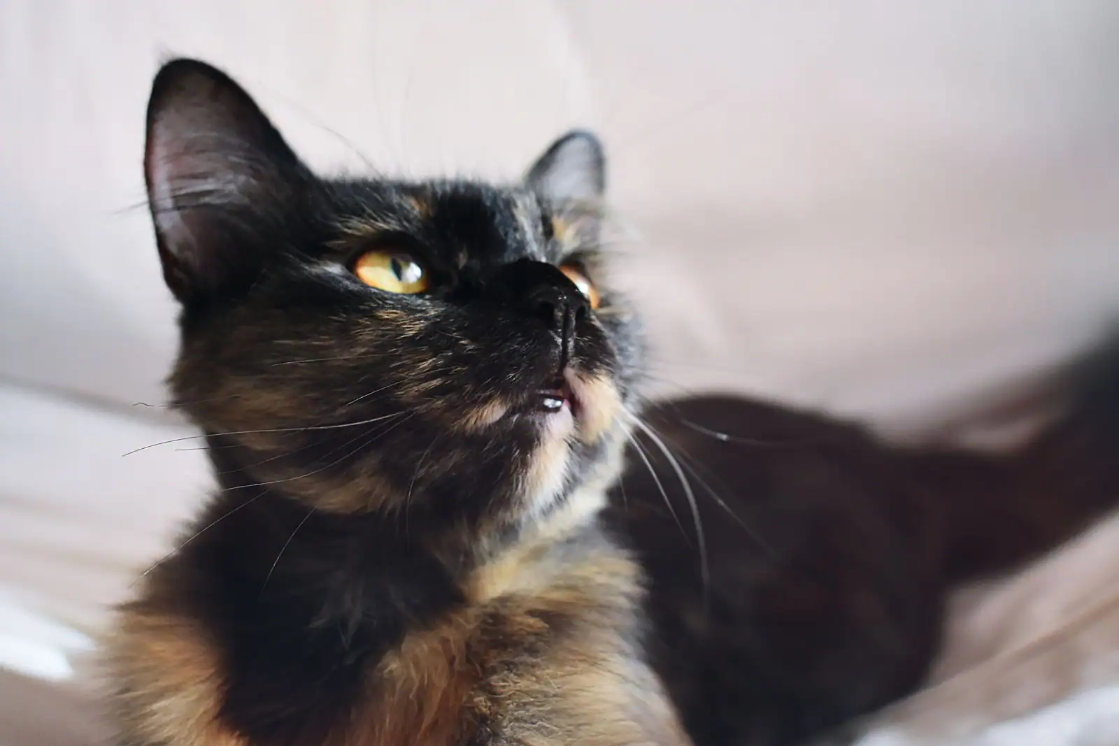 Un chat attentif, oreilles dressées et moustaches en avant, illustrant les signaux du langage corporel félin.